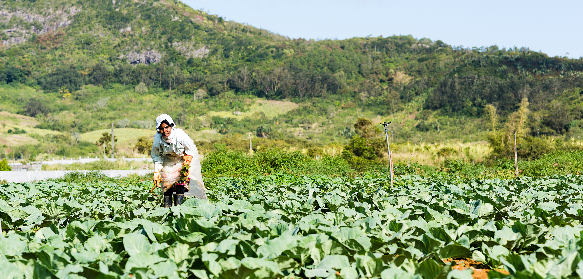 Mountain farming landscape