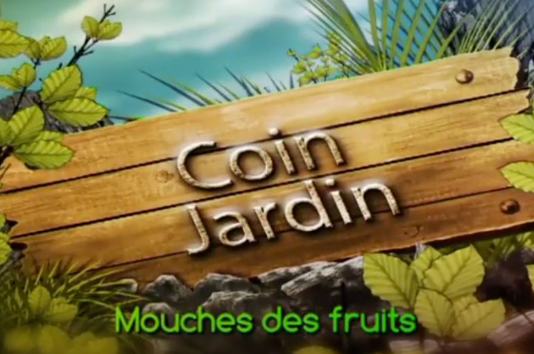 COIN JARDIN – Mouches des Fruits