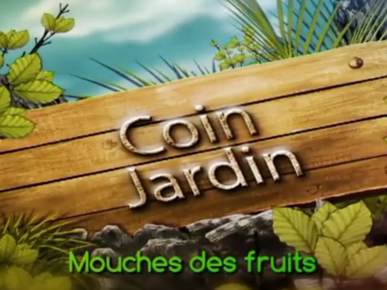 COIN JARDIN – Mouches des Fruits