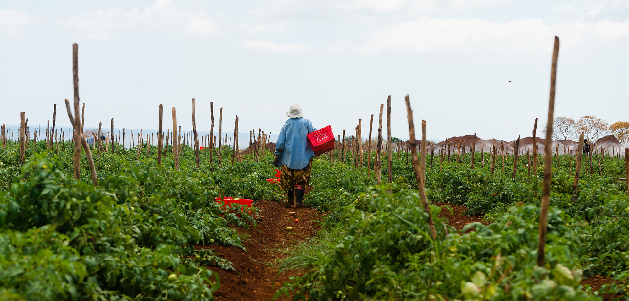 Le Guide du Pti Agriculteur Mauritius Chamber of Agriculture