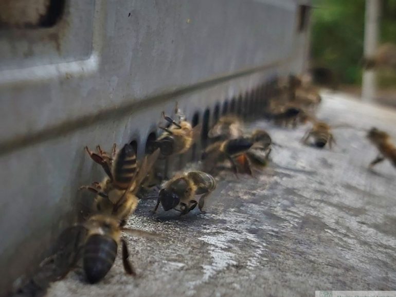 Journée mondiale des abeilles : sauvons ces ouvrières sous pression